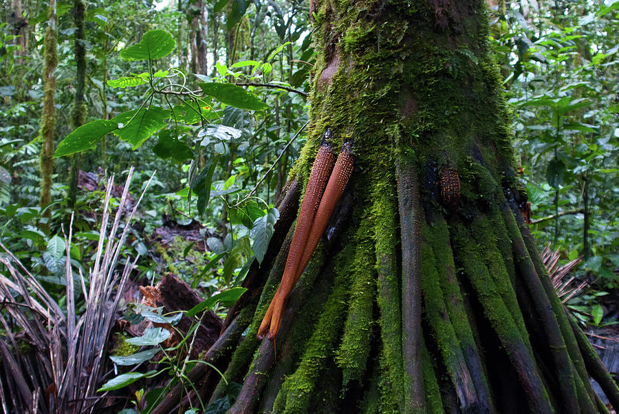 Ecuador Forest Detail Photograph by Cascade Colors
