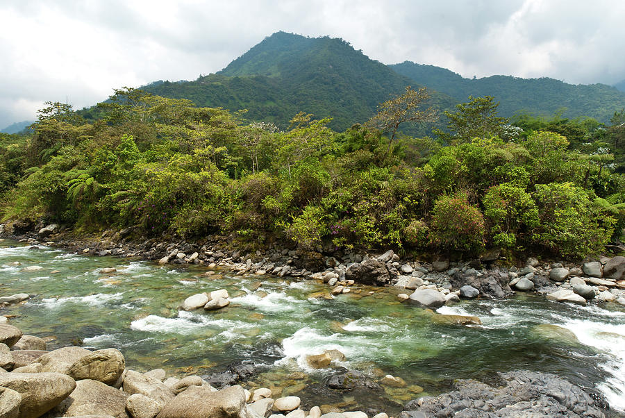 Ecuador Green River Landscape Photograph by Cascade Colors