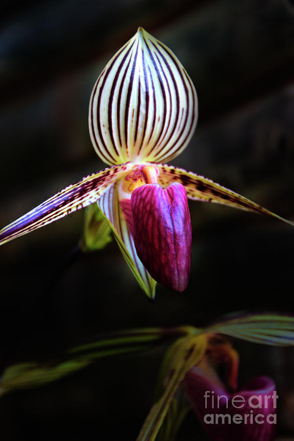 Ecuador Loves Orchids II Photograph by Al Bourassa
