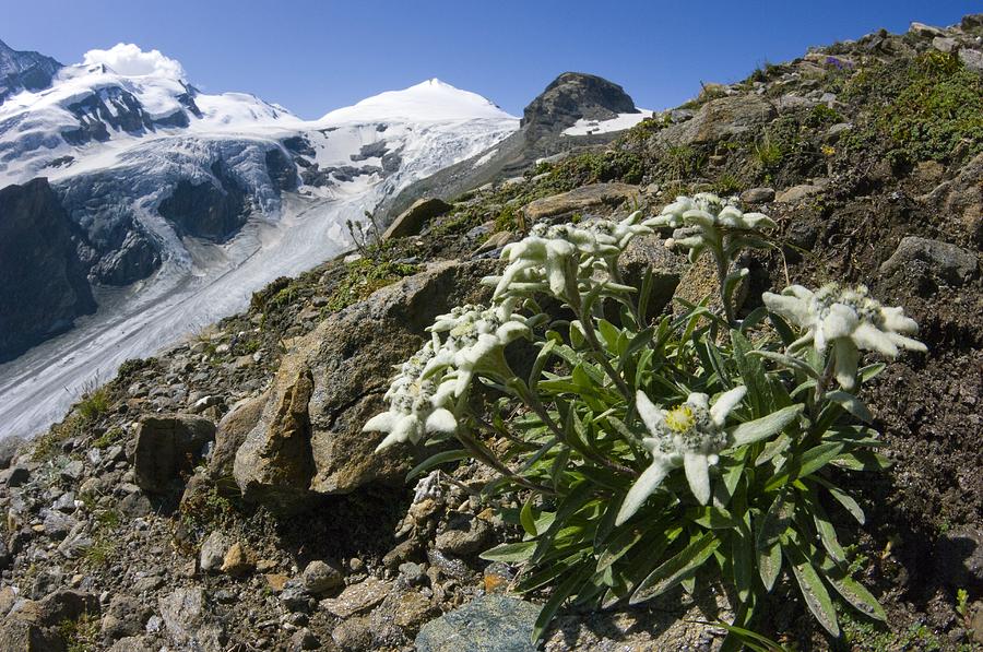Edelweiss And Glacier Photograph by Dr Juerg Alean