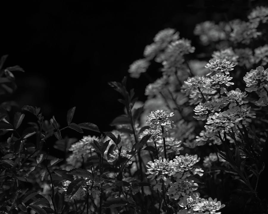 Black And White Photograph - Edelweiss by Brooke T Ryan