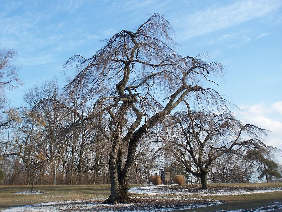 Tree Photograph - Eden Park in Winter by Ellen B Pate