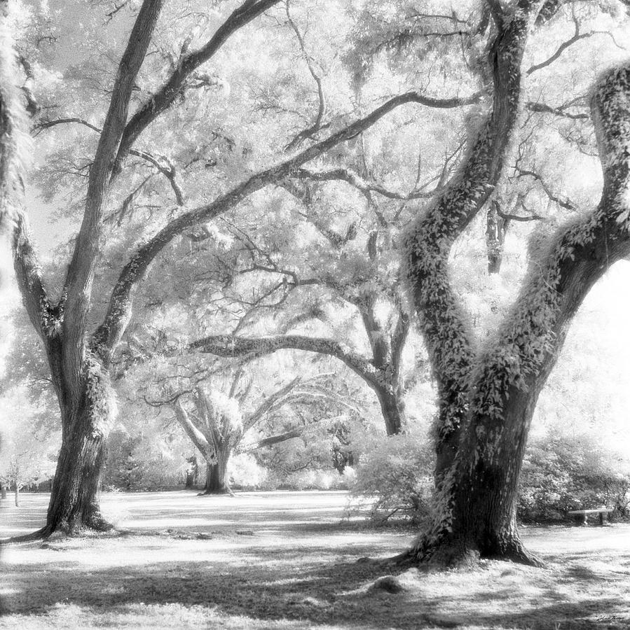 Eden Plantation  Live Oaks Photograph by John Harmon