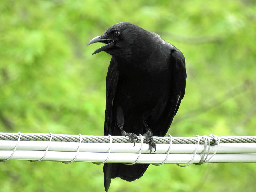 Edgar Allan Crow Photograph by Deborah Weinhart - Fine Art America