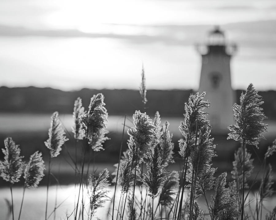 Edgartown MA Lighthouse at Sunrise Marthas Vineyard Cape Cod Reeds Black and White Photograph by Toby McGuire