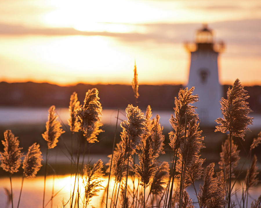 Lighthouse Photograph - Edgartown MA Lighthouse at Sunrise Marthas Vineyard Cape Cod Reeds by Toby McGuire
