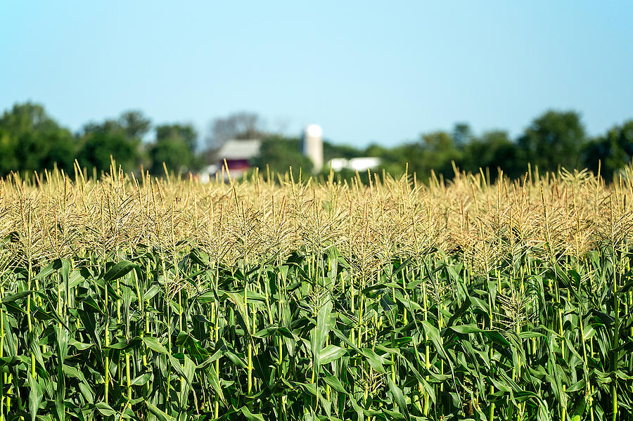 Edge of Field of Corn Photograph by Todd Klassy