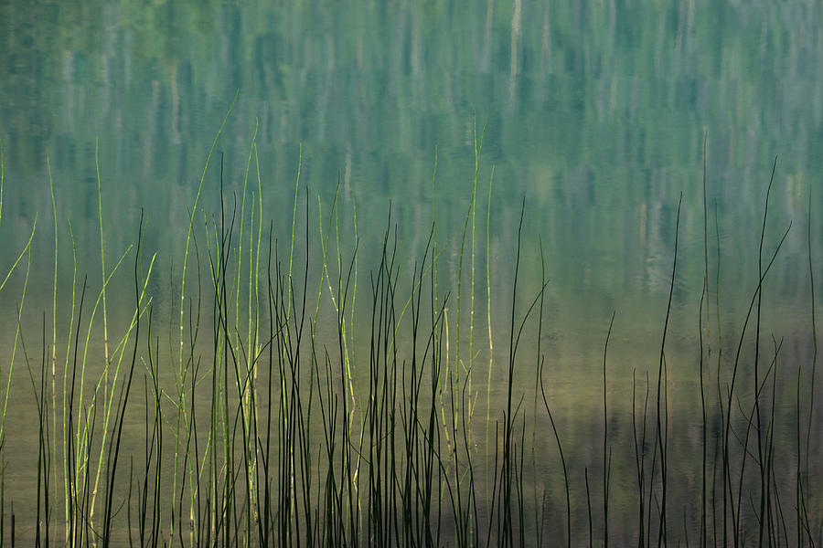 Edge of the Lake - 365-262 Photograph by Inge Riis McDonald