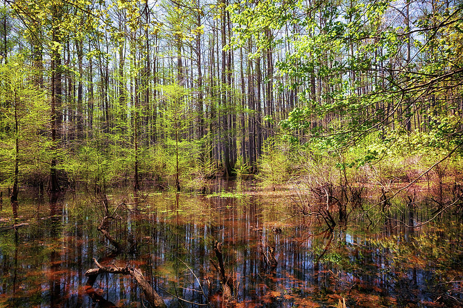 Edge of the Swamp 2 Photograph by Susan Rissi Tregoning