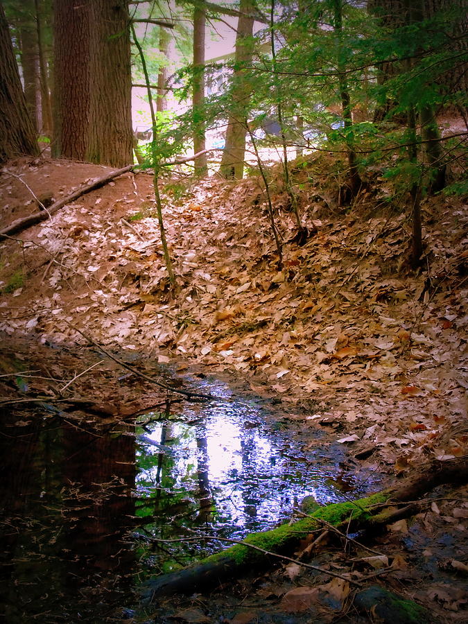 Edge Of The Swamp Photograph by Susan Lafleur