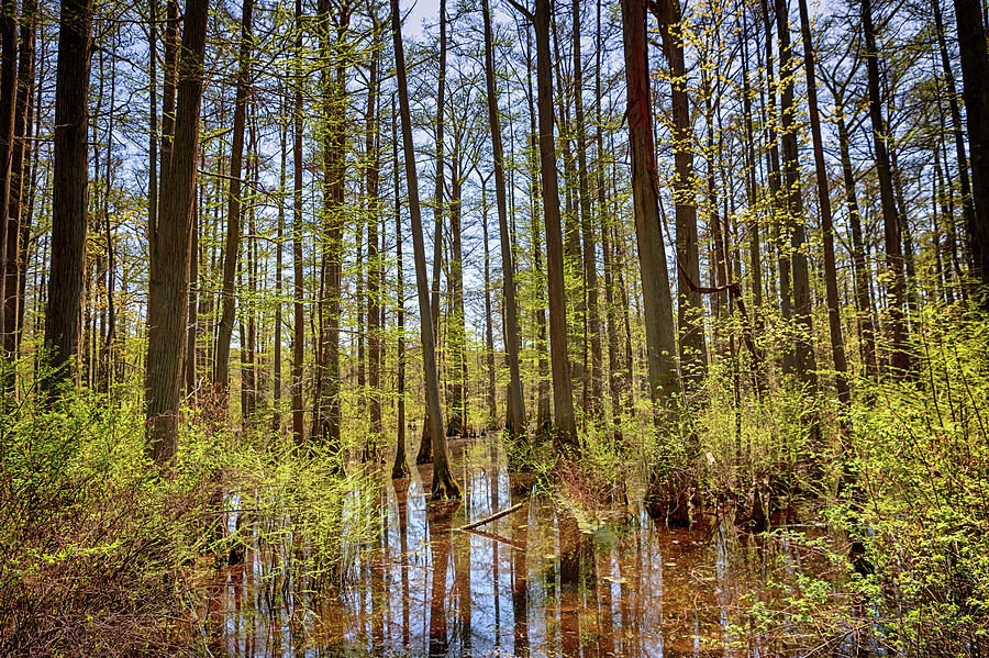 Edge of the Swamp Photograph by Susan Rissi Tregoning