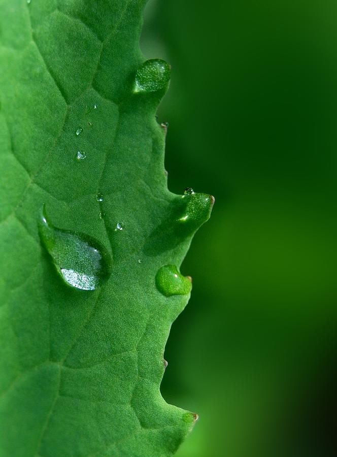 Edges and Drops Photograph by Marilynne Bull