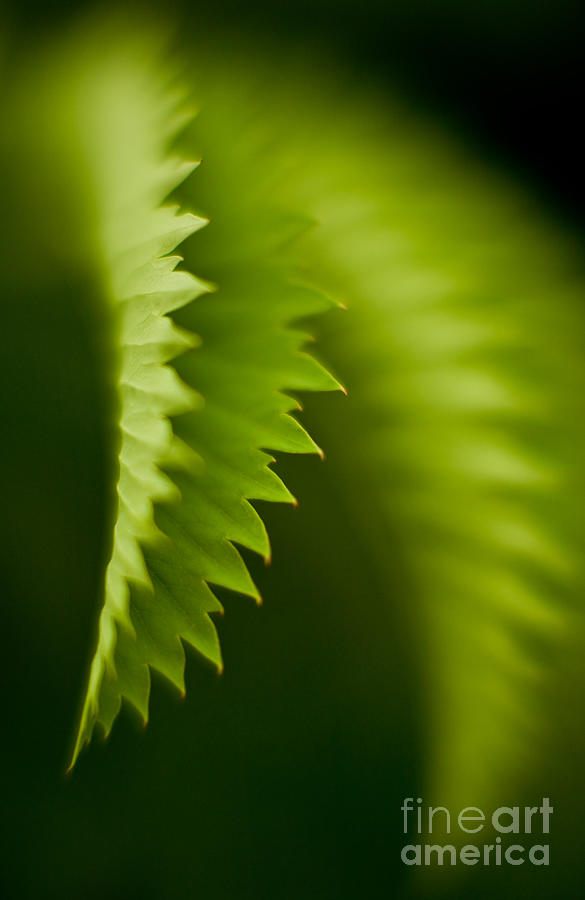 Tropical Plant Photograph - Edges by Mike Reid