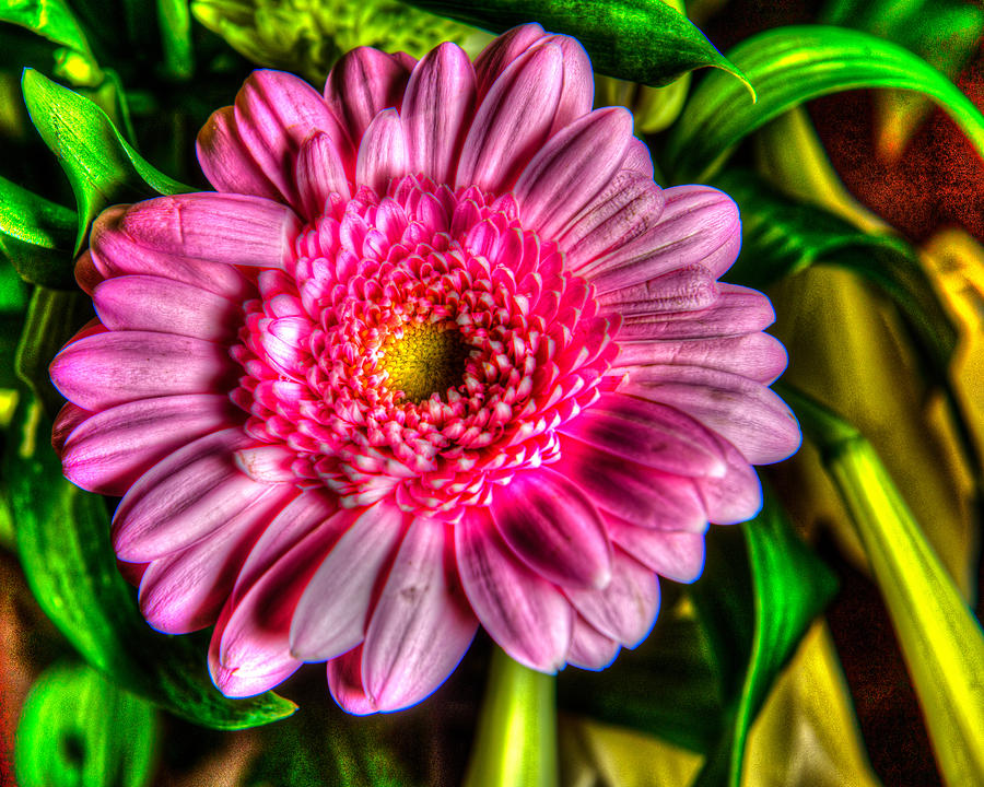 Edgy Pink Daisy Photograph by Dennis Dame