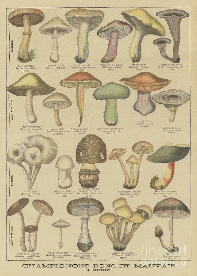 Mushroom Drawing - Edible and poisonous mushrooms by French School