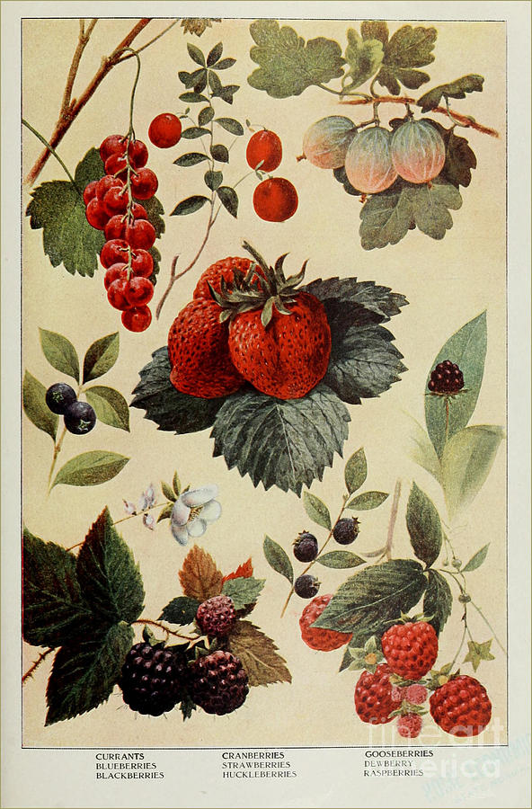 Edible Berries  1911 Painting by Celestial Images