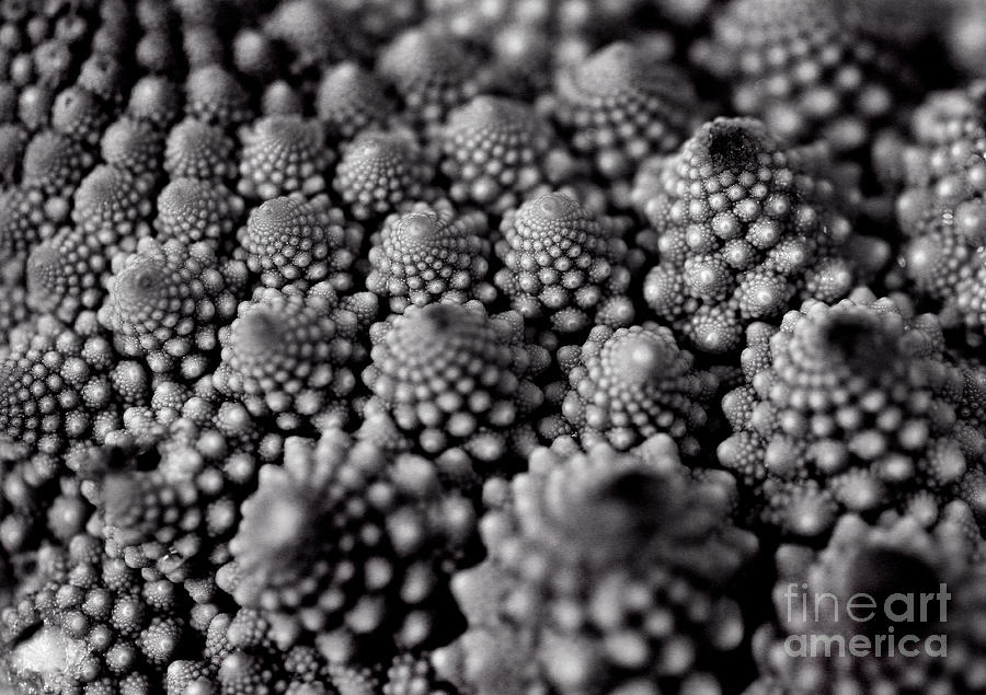 Edible Pearls Black and White Photograph by Karen Adams