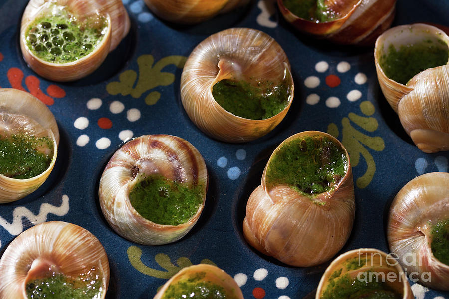 Edible Snails Photograph by Anastasy Yarmolovich