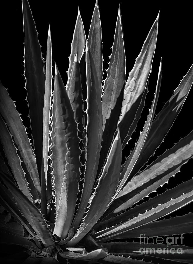 Edies Cactus Photograph by Walt Foegelle