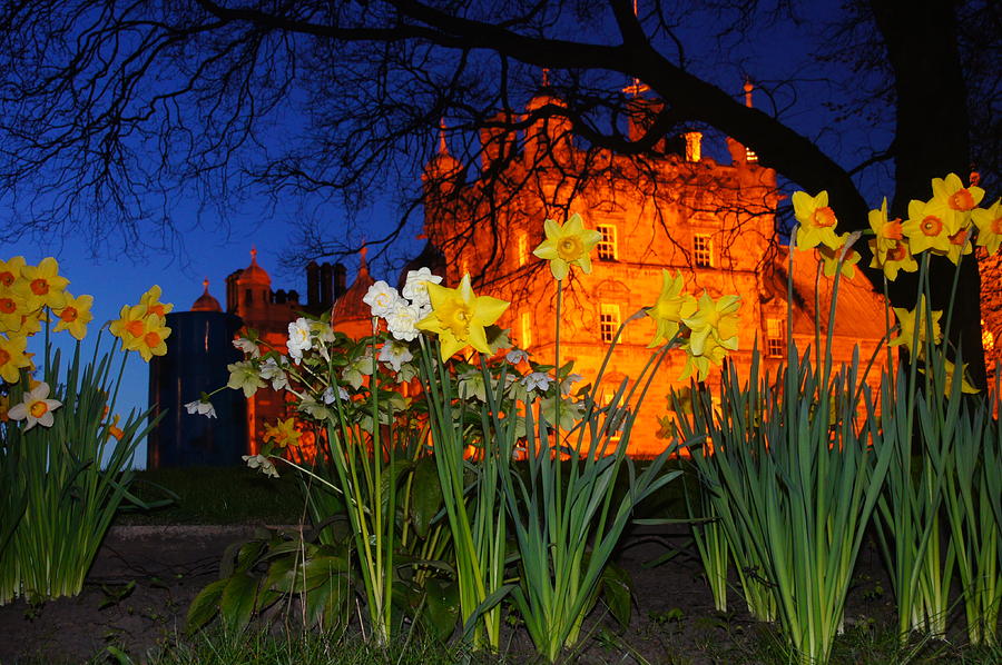 Flower Photograph - Edinburgh Evening News - April 22nd 2016 by Nik Watt