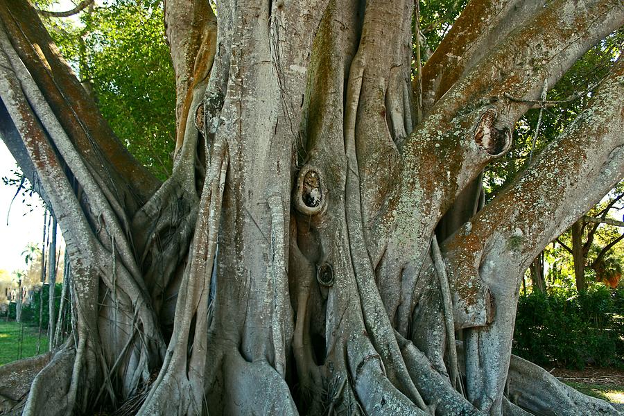 Edison Banyan Photograph by Michiale Schneider - Fine Art America