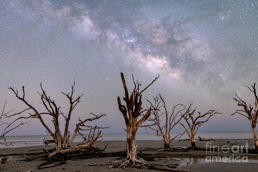Edisto Driftwood and the Milky Way Photograph by Robert Loe