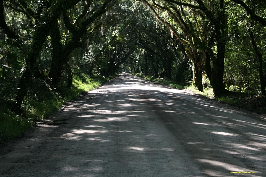 Edisto SC road to Shell Island Photograph by Sherrie Winstead
