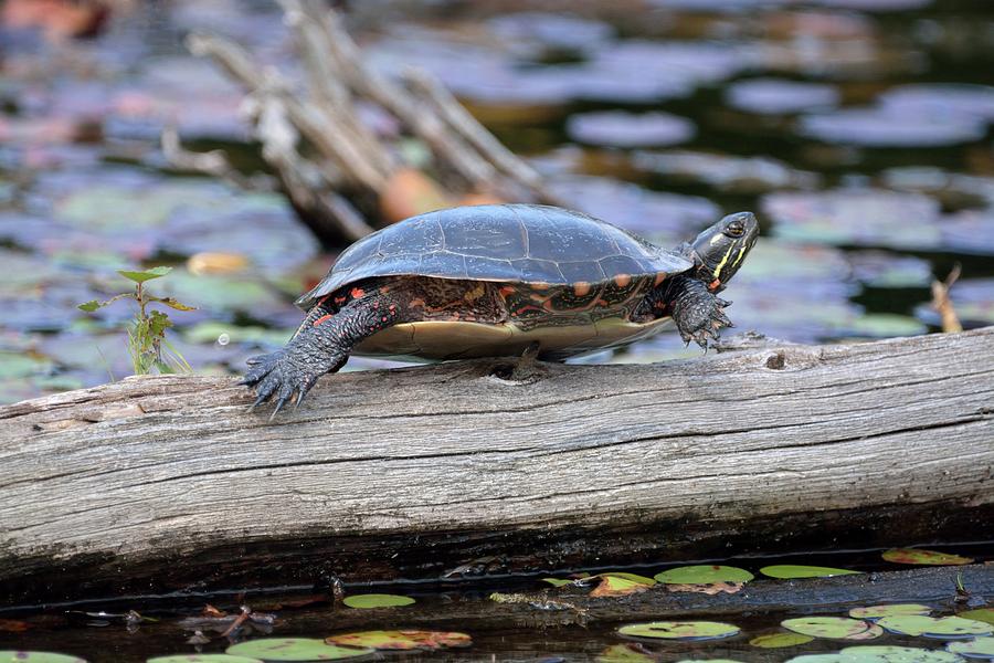 Turtle Yoga- Midland Painted Turtle Photograph by David Porteus