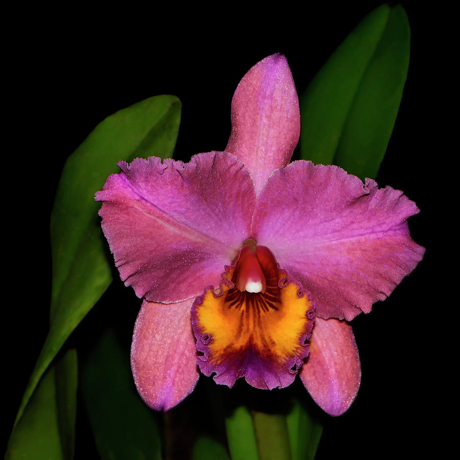 Edith North Danny Adams Orchid 001 Photograph by George Bostian