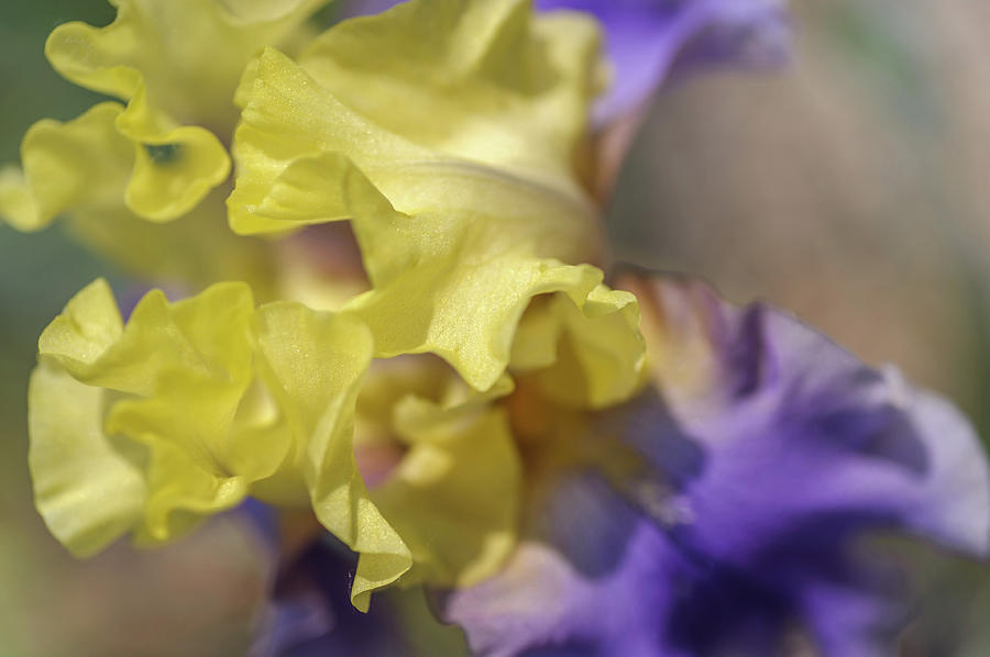 Edith Wolford Macro. The Beauty of Irises Photograph by Jenny Rainbow
