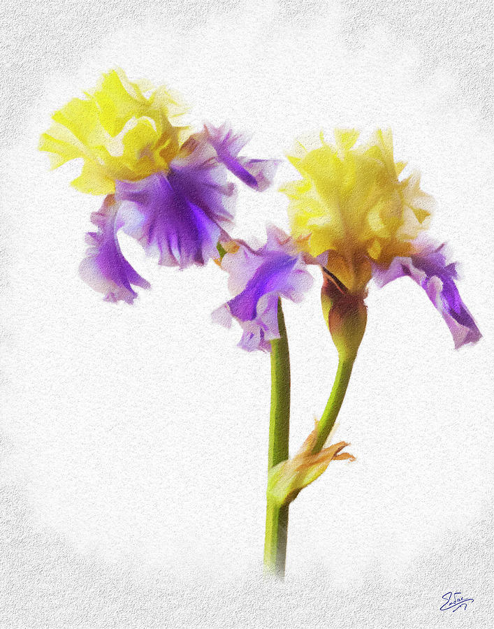 Edith Wollford Bearded Iris Faux Pastel Digital Art by Endre Balogh