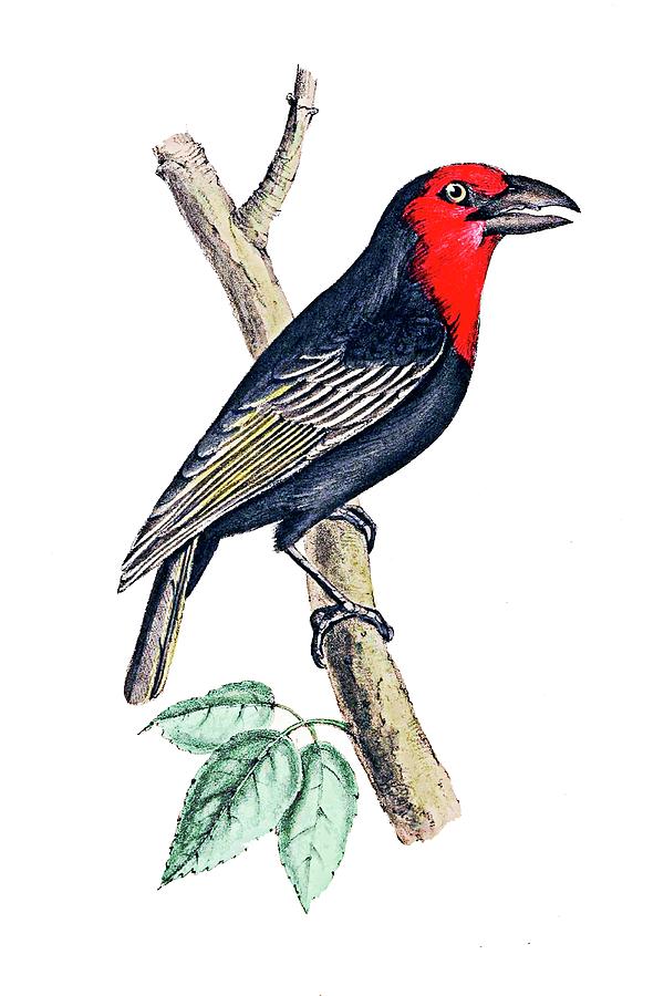 Edward Lear Black and Red Bird Painting by Munir Alawi