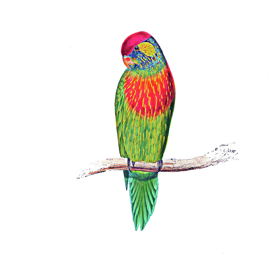 Edward Lear Versicolor Bird Painting by Munir Alawi