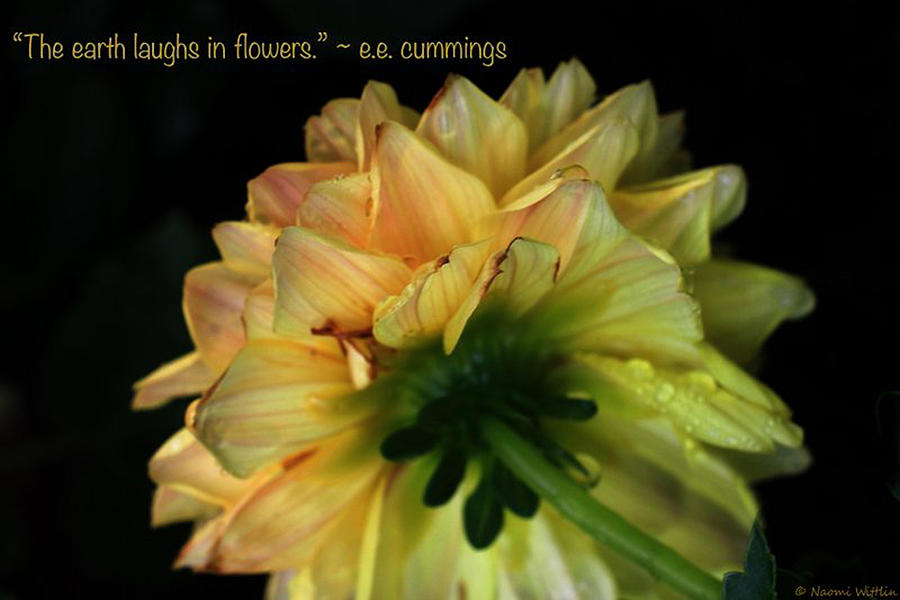 E.E. Cummings and Flower Photograph by Naomi Wittlin