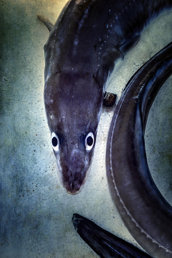 eel Photograph by Joana Kruse
