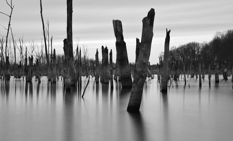 Tree Photograph - Eerie Lake by Jennifer Ancker