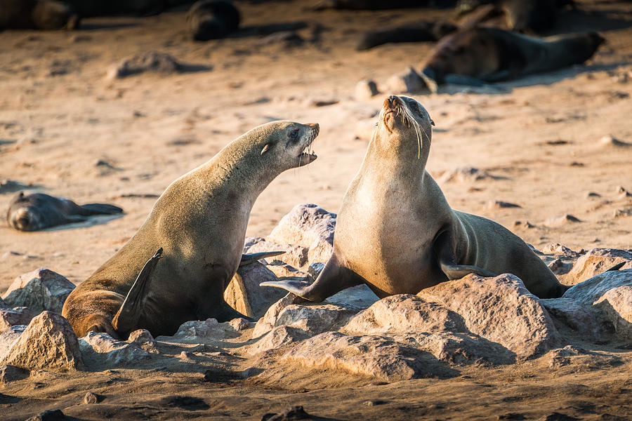 Eewwww... Fish Breath - Fur Seal Photograph Photograph by Duane Miller