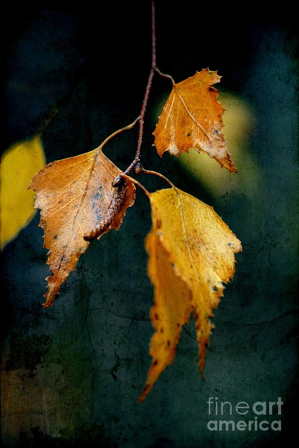 Fall Photograph - Effeuillantine - 29t3 by Variance Collections