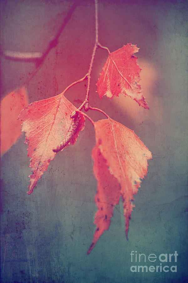 Fall Photograph - Effeuillantine - 46 by Variance Collections