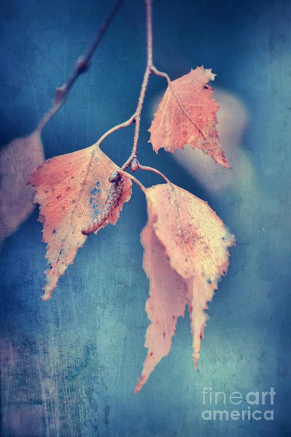 Fall Photograph - Effeuillantine -47t3 by Variance Collections