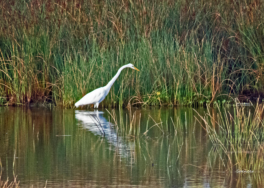 Egret in wait Photograph by T Guy Spencer