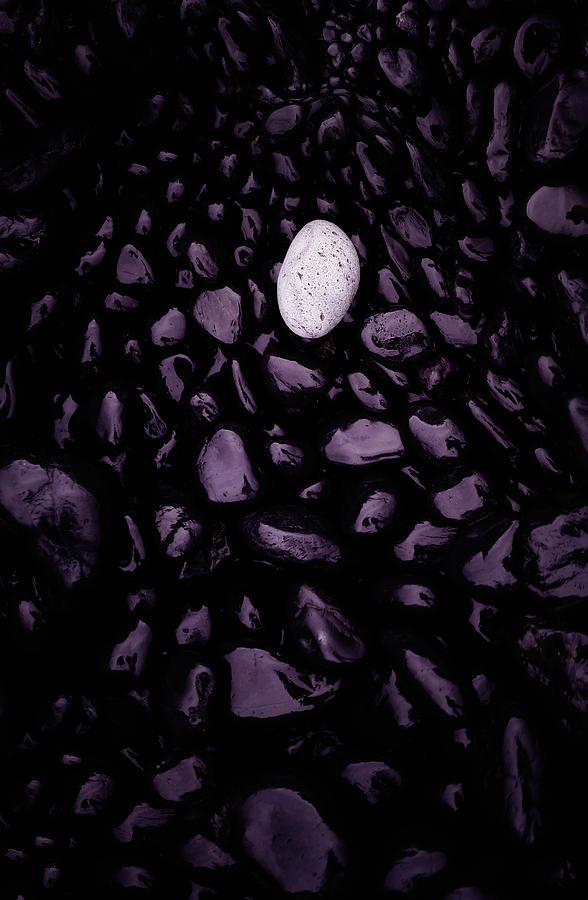 Egg Photograph by Dave Koch