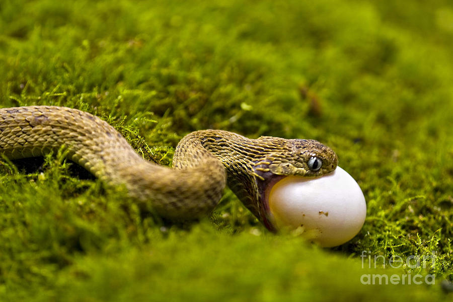 Egg Eating Snake Photograph by Timothy Hacker