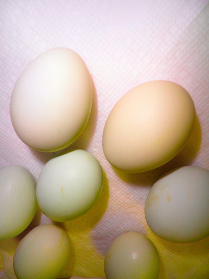 Egg Pastel Photograph