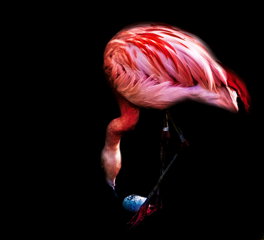 Flamingo Photograph - Egg Rolling Flamingo by Martin Newman
