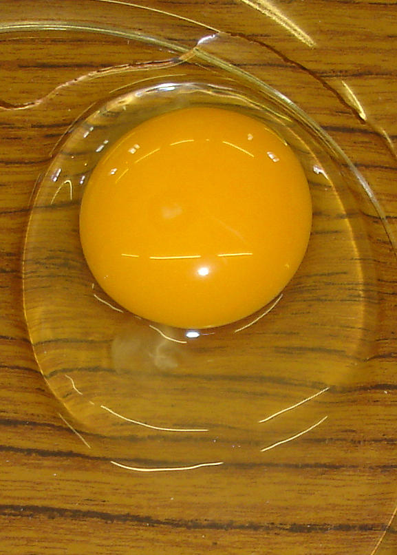 Egg Photograph by Susan Baker