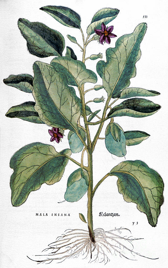 Eggplant, 1735 Photograph by Granger