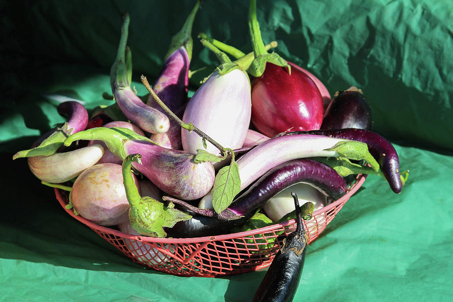 Eggplant Still Life Photograph by Bonnie Follett