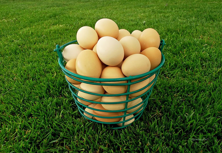 Eggs in a Basket Photograph by Harold Zimmer