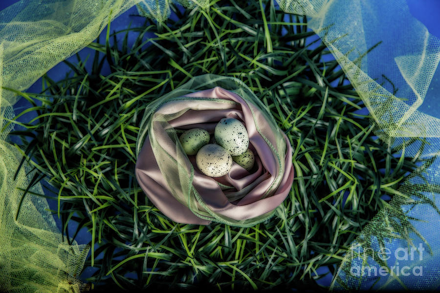 Eggs In A Nest Photograph